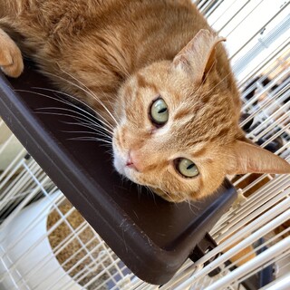 【里親募集】ちゃっぴー♂ 茶トラ 推定6歳