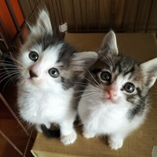 美形ちび姉妹♡この可愛さ説明不要