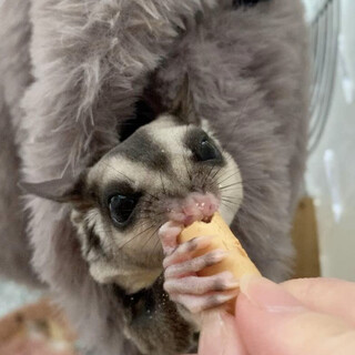 【フクロモモンガ】おとなしい3才の女の子です