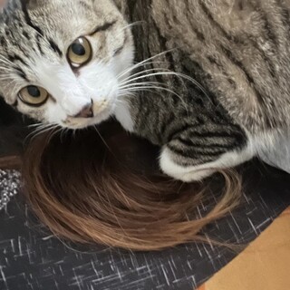 ちょっと警戒心が強い甘えたな1歳のキジ女の子です