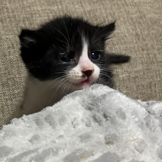 なかよし姉妹♡かわいいタキシードのやちるちゃん