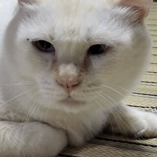 ご高齢のお婆様が、里親を探されています。