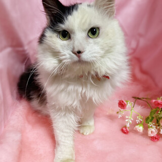 お腹を見せてコロンコロン♪超甘えん坊の長毛猫