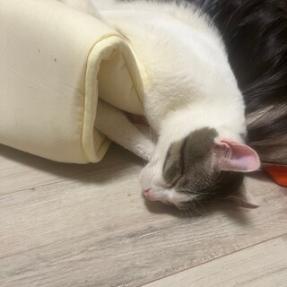 活発でとても甘えたな男の子