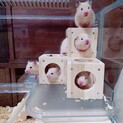 キンクマハムスター♂♀合わせて9匹、里親様募集!!