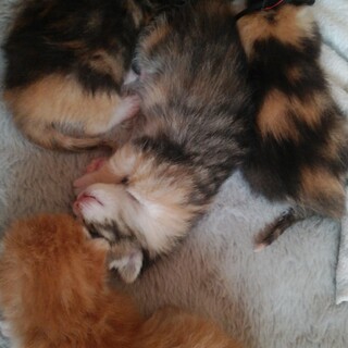 急募、4匹の子猫達です！