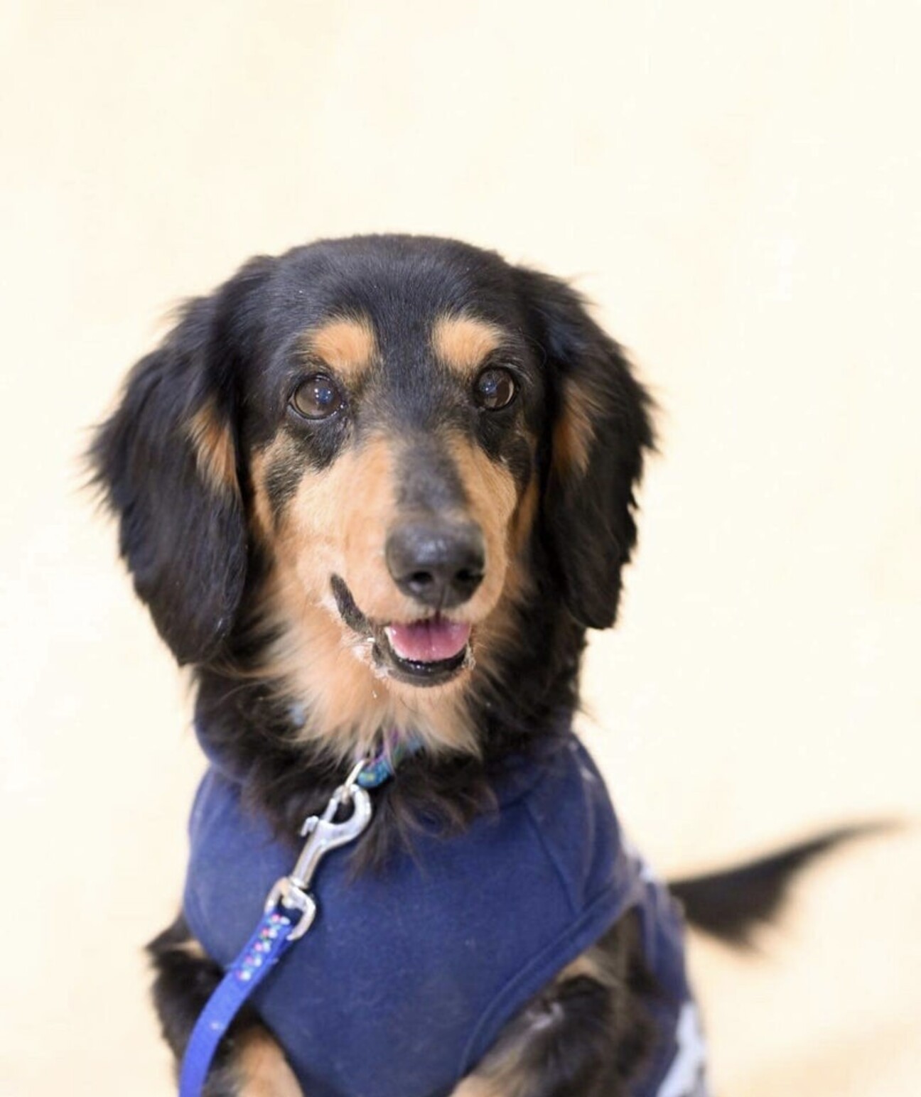 ミニチュアダックス 應輔」愛知県 - 犬の里親募集(435711