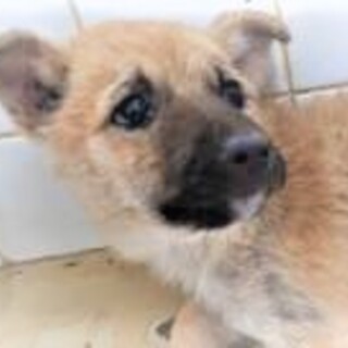 5-3-14◆可愛い子犬◆家族に迎えませんか？