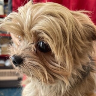 ヨークシャーテリア　男の子