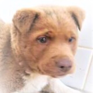 5-3-15◆可愛い子犬◆家族に迎えませんか？