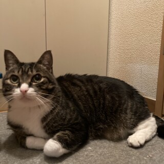 4/23荒川区譲渡会　むぎ君