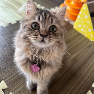 4/23荒川区譲渡会　マリーちゃん