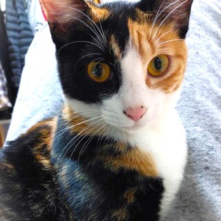 甘えん坊☆くっきり三毛マロンちゃん