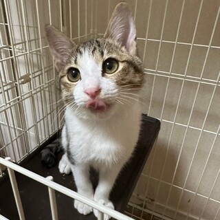 4/23荒川区譲渡会　ぐり君