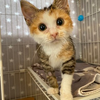 4/23荒川区譲渡会　ぴとちゃん