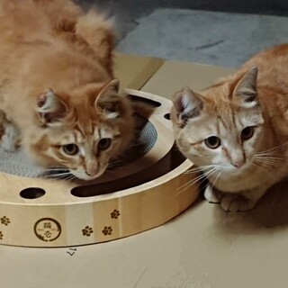 10ヶ月子猫2匹★里親募集！去勢済