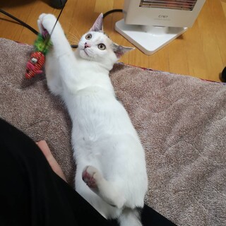 避妊済み　甘えん坊の女の子　七カ月