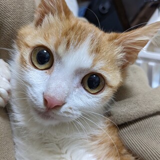 4/23荒川区譲渡会　キシー君