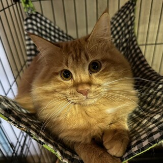 4/23荒川区譲渡会　チャック君