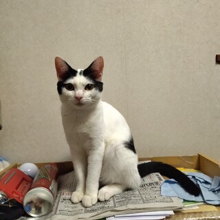 1歳のメス猫の里親を募集しています。