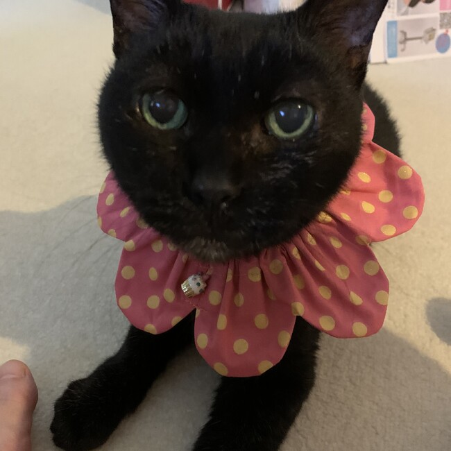 麗太のカバー写真