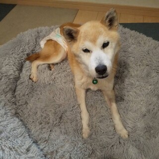 控えめにシッポを振るつぶちゃん