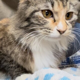 トライアル決定しました！