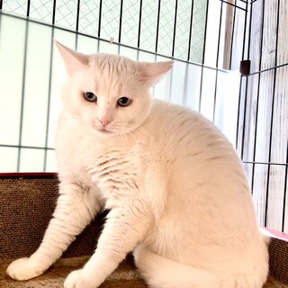 雪のように真っ白なあさりちゃん（エイズ陽性）