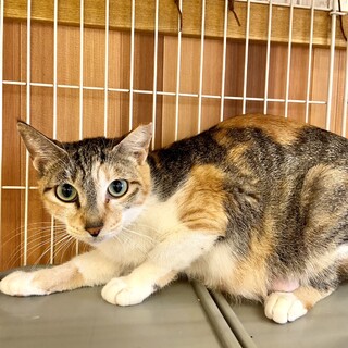 きれいな三毛のいくらちゃん