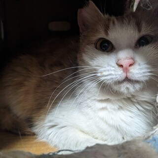 6/25荒川区譲渡会　せり