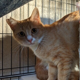 6/25さいたま市譲渡会　うるい