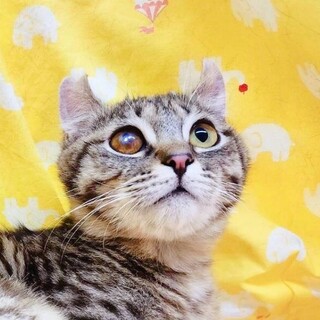 【4/23東日本橋】カールのお耳♡カールくん