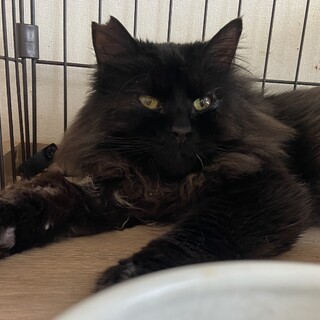 【お見合い随時】性格ヨシ！穏やかなもふもふ王子