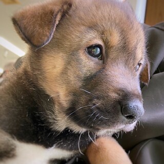 人懐っこい子犬　マーチンくん　1ヶ月