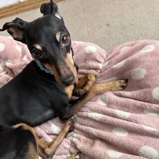 里親様、決定しました。