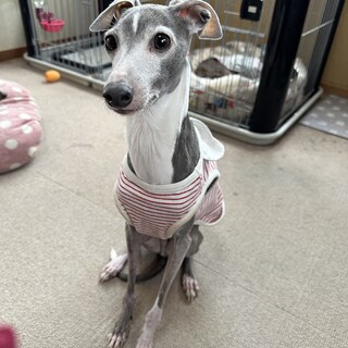 里親さんが決まりました。