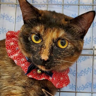 【4/23東日本橋】ちとせちゃん♥️