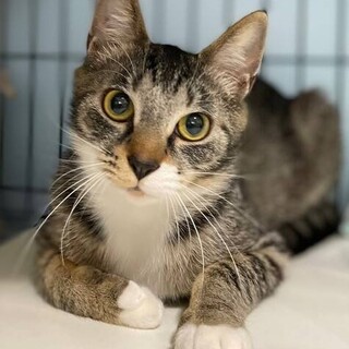 【4/23東日本橋】積極的な甘えん坊♥️小梅ちゃん