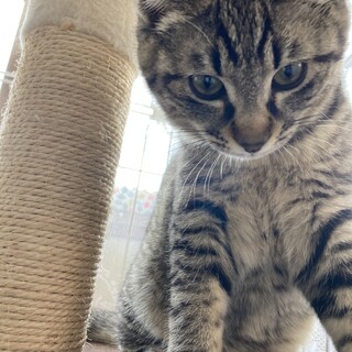 キジトラ5ヶ月くらいの男の子