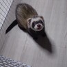 一才のフェレットメス サムネイル2