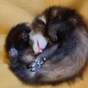 一才のフェレットメス サムネイル3