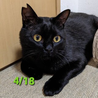 8/18里親さん決まりました。有り難うございます。