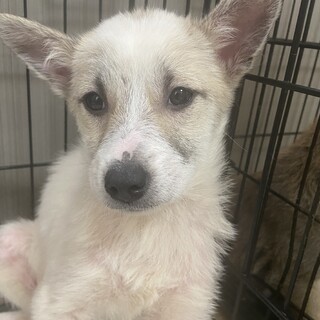 大人しい女の子です✴︎家族募集中