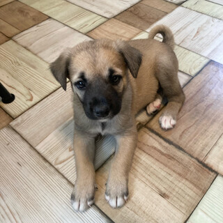 末っ子タイプの『ほーたろう』