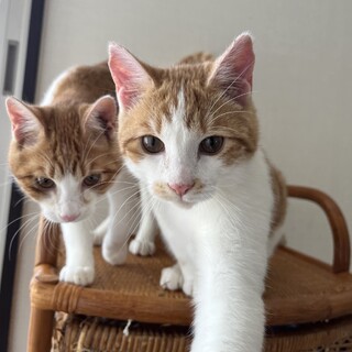 仲良し兄弟のぐりとぐら2匹一緒に❗️