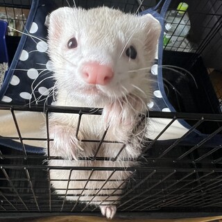 1歳の元気な男の子！マーシャルフェレットです。