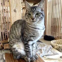 ドッグプランニング☆ねこ譲渡会