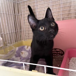 ドッグプランニング☆ねこ譲渡会 サムネイル2