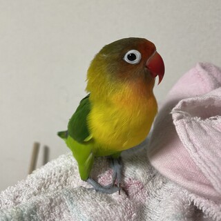 ルリコシボタンインコ 2歳です