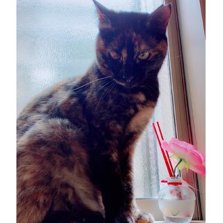 少しおしゃべりなサビちゃん！